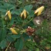 ´Yellow Dagmar Hastrup´ (Rosa rugosa)