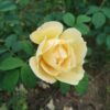 ´Yellow Dagmar Hastrup´ (Rosa rugosa)