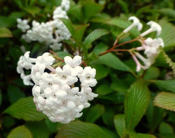 Kalina vonná ´Nanum´ (Viburnum farreri ´Nanum´, syn. ´Compactum´ )