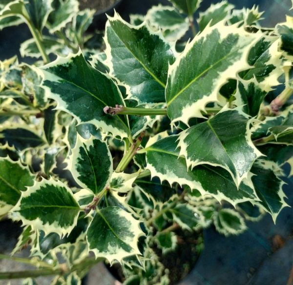 Cesmína ostrolistá ´Argentea Marginata´ (Ilex aquifolium cv.)