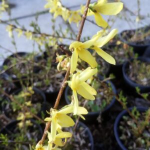 Zlatice ´Maluch´ (Forsythia x intermedia ´Maluch´ )