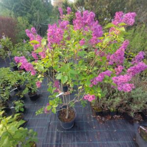 ´Andenken an Ludwig Späth´ (Syringa vulgaris cv.)