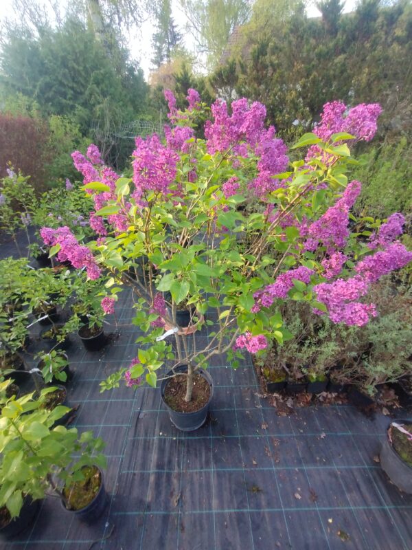 ´Andenken an Ludwig Späth´ (Syringa vulgaris cv.)