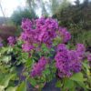 ´Andenken an Ludwig Späth´ (Syringa vulgaris cv.)