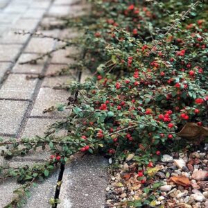 Skalník  ´Major´ (Cotoneaster dammeri ´Major´)