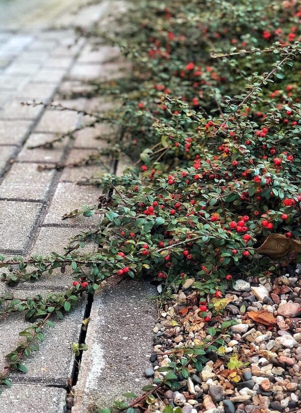 Skalník  ´Major´ (Cotoneaster dammeri ´Major´)
