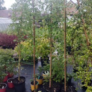 Vrba jíva převislá (Salix caprea ´Pendula´ )