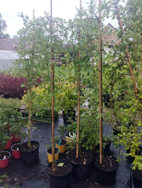 Vrba jíva převislá (Salix caprea ´Pendula´ )