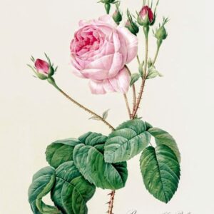 ´Bullata´ (Rosa x centifolia ´Bullata´)