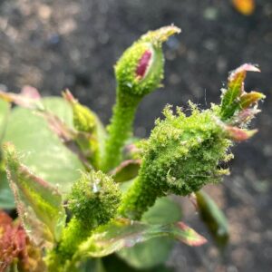 ´Mousseux du Japon´ (Rosa x centifolia )
