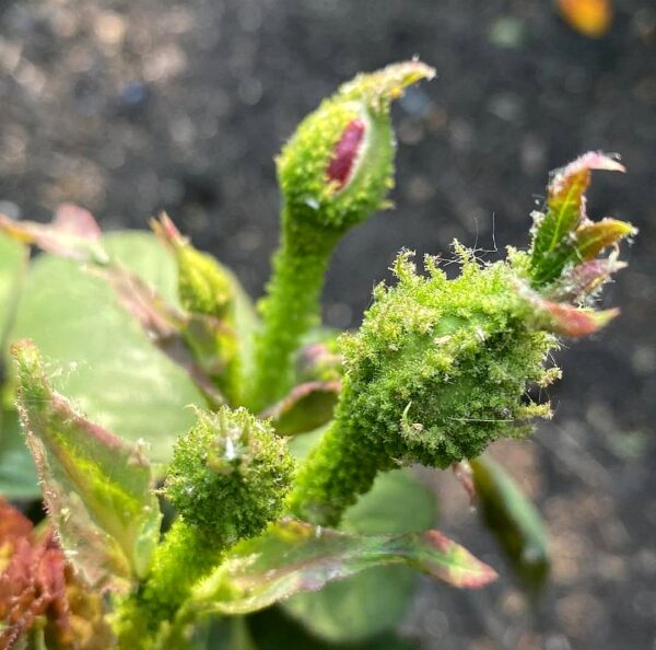 ´Mousseux du Japon´ (Rosa x centifolia )