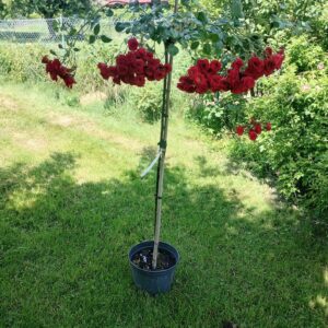 ´ Scarlet Mediland´ na kmínku