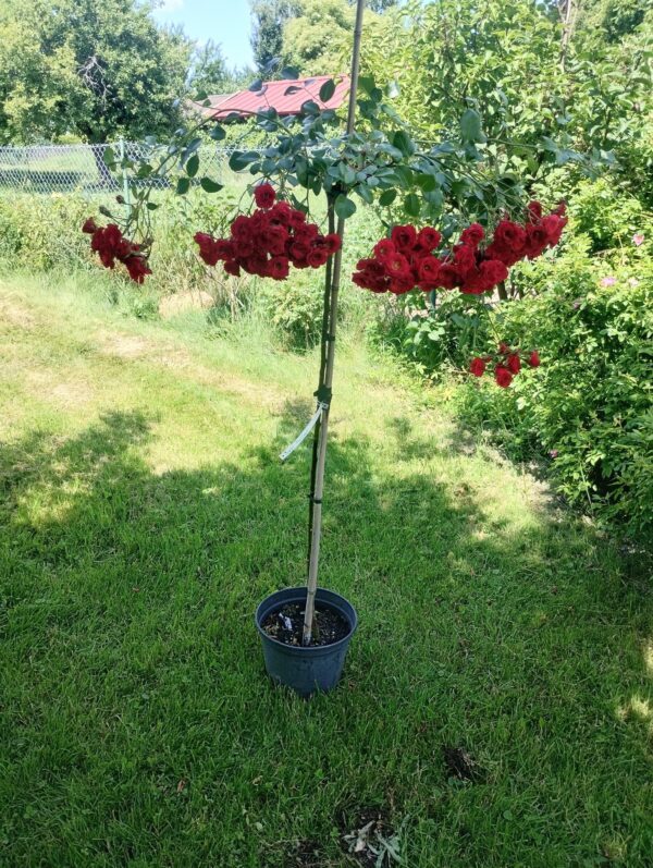 ´ Scarlet Mediland´ na kmínku