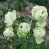 ´Lovely Green´