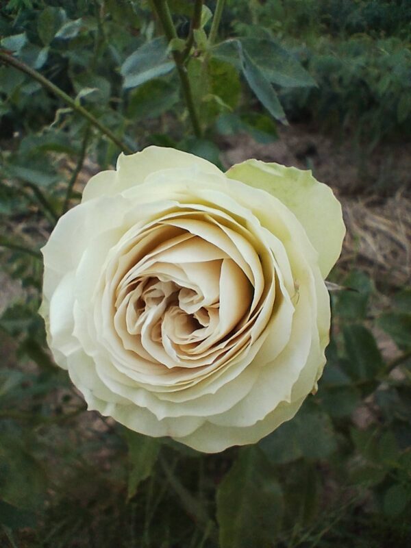 ´Lovely Green´