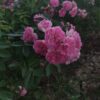 ´Belle de Sardaigne ´