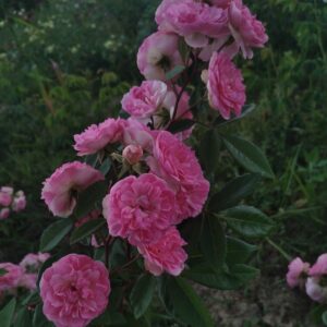 ´Belle de Sardaigne ´
