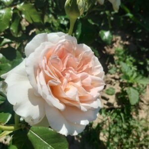 ´Chandos Beauty´