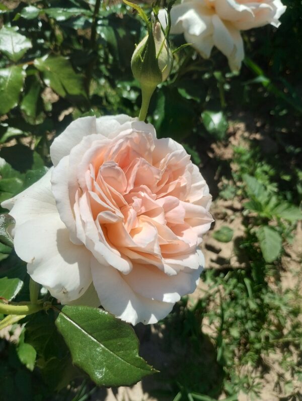 ´Chandos Beauty´