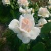 ´Chandos Beauty´