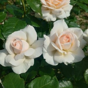 ´Chandos Beauty´