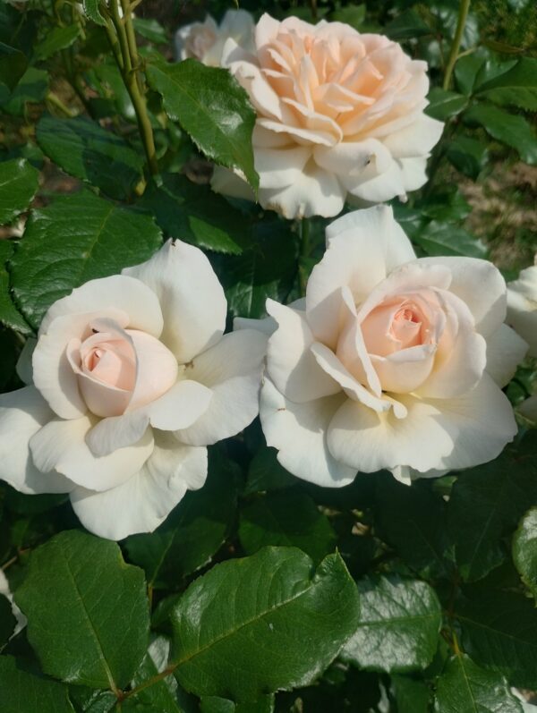 ´Chandos Beauty´