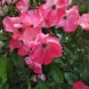 Pink Blanket