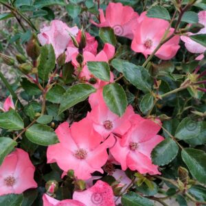 Pink Blanket