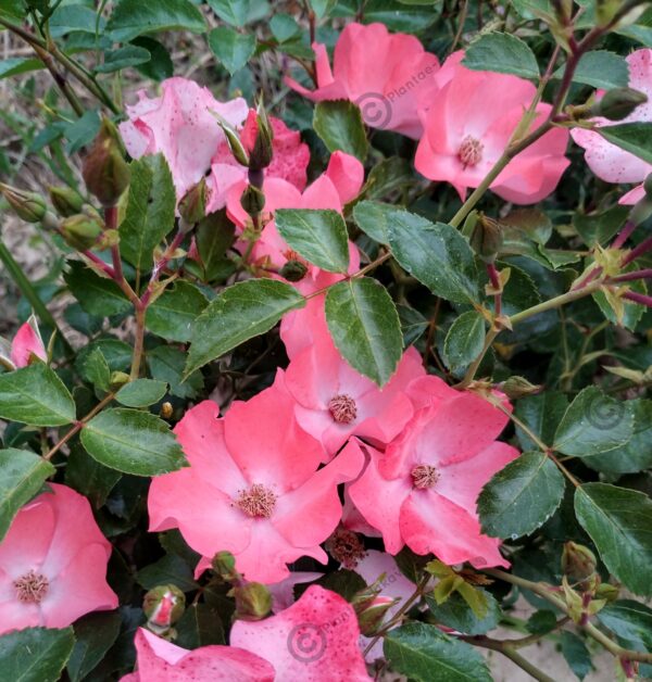 Pink Blanket